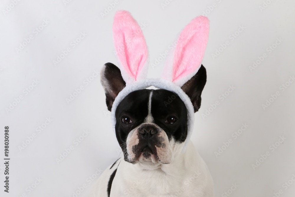 french bulldog portrait in the studio with funny bunny ears