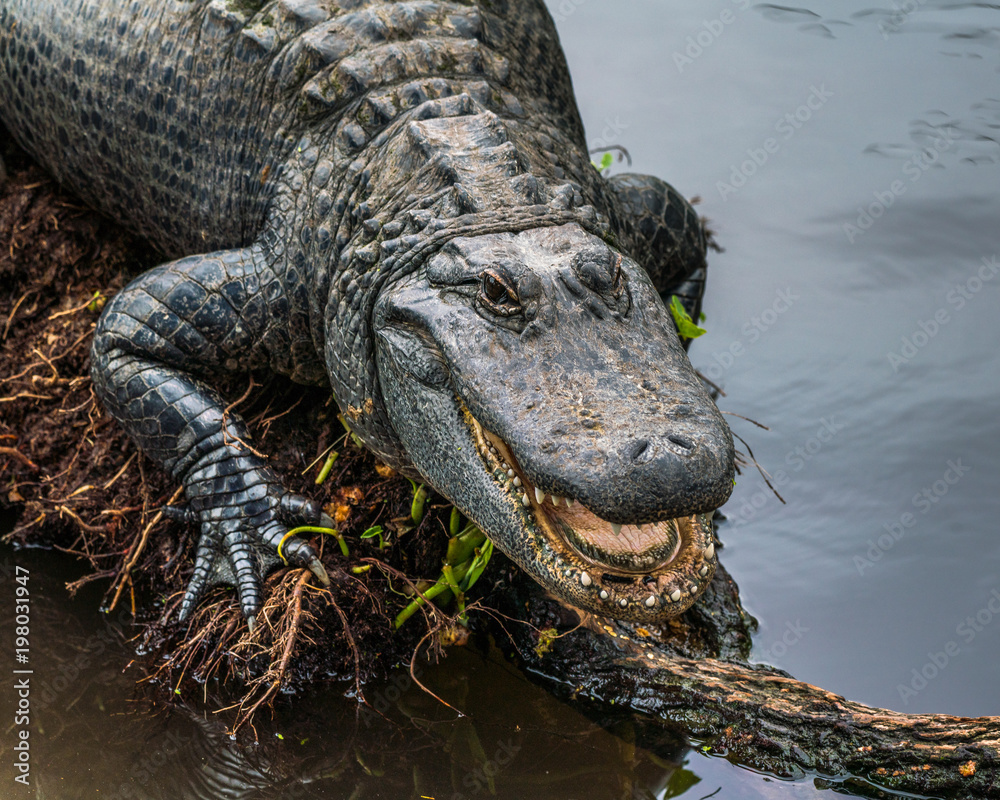 Fototapeta premium Alligator