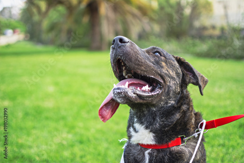 Dog in the park, looking up with tongue out