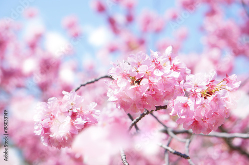 桜二フワフォト ふわふわ © ヨーグル