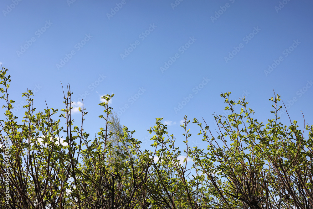 Spring nature. Leaves and bushes with the first green leaves in Spring nature. Leaves and bushes with the first green leaves in