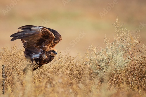 Birds of prey - Marsh Harrier (Circus aeruginosus) in natural habitats