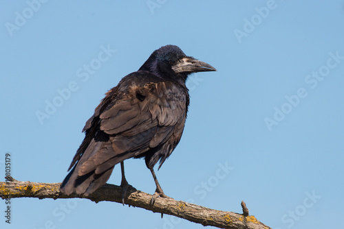 Rook (Corvus frugilegus) sits on a branch against the sky © Tatiana