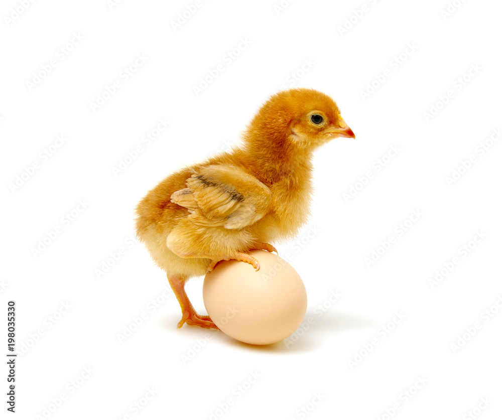 Fototapeta premium chick and egg on a white