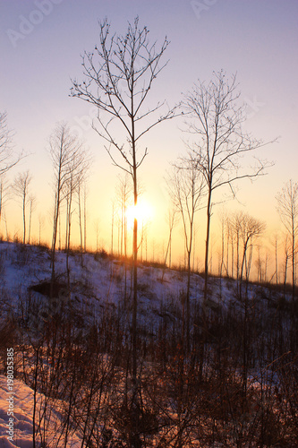 alberi in controluce in una montagna innevata