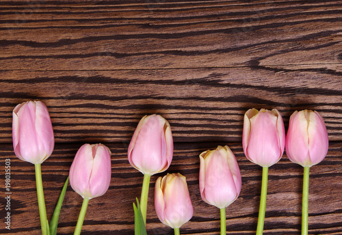Beautiful pink tulips on wood background