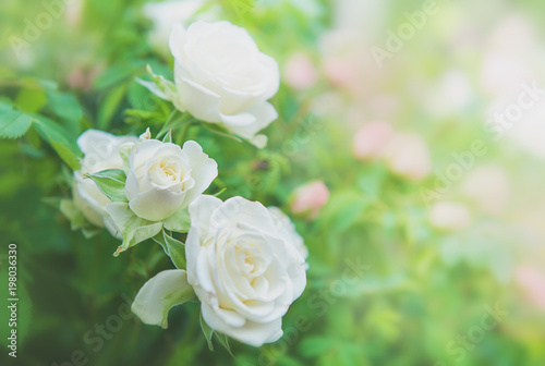 Beautiful flower spring and summer background with white roses