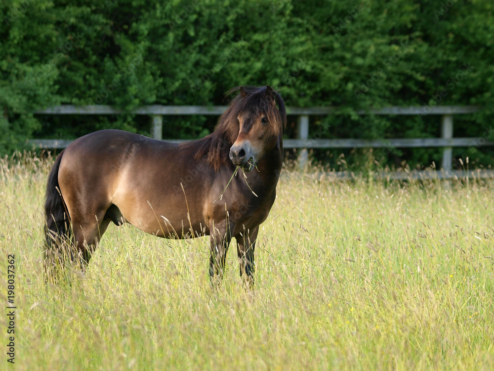 Naklejka premium Pony In Meadow
