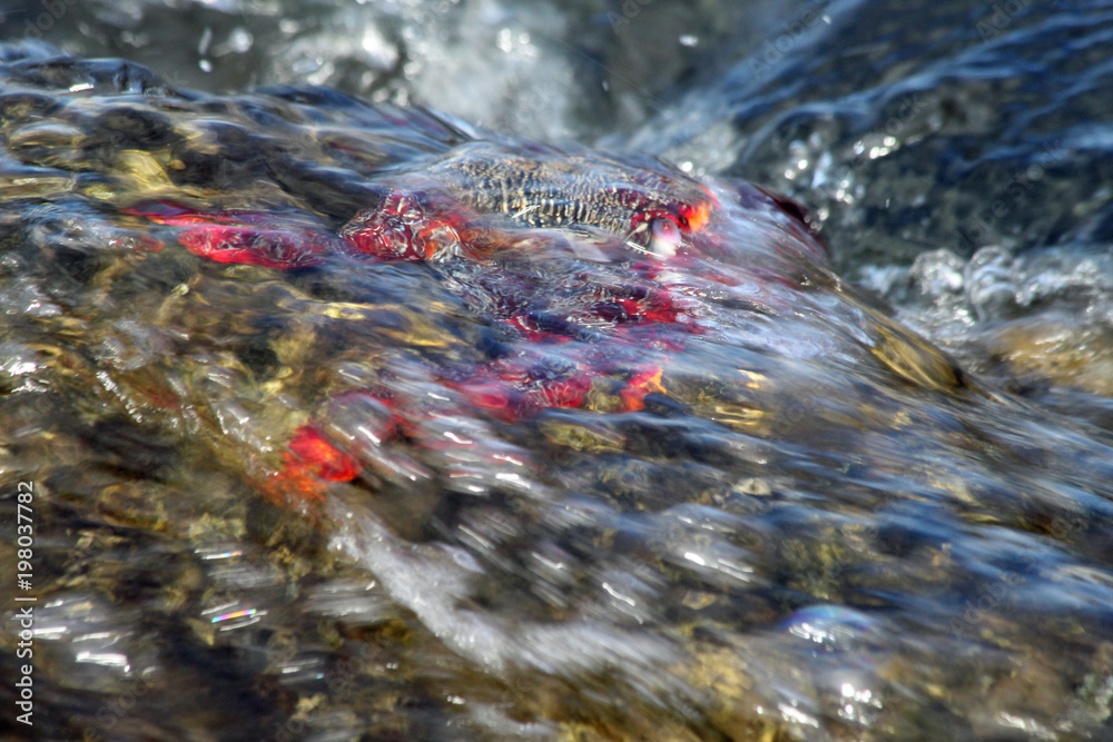 TIERE_4711_rote_Klippenkrabbe TIERE_4711_rote_Klippenkrabbe