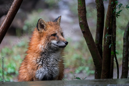 A fox sitting between trees and starring, Zao fox village, Japan © jumpscape