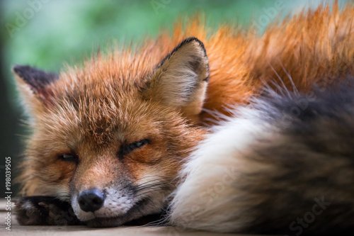 A fox sleeping peacefully © jumpscape