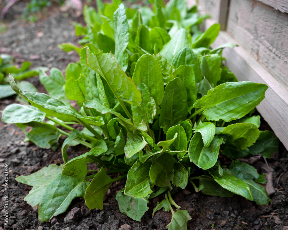 common sorrel, Spinach Dock, Rumex acetosa, growing in garden Stock
