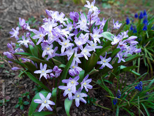 Chionodoxa Ordinary Star  Glory-of-the-snow spring flowers in the garden.