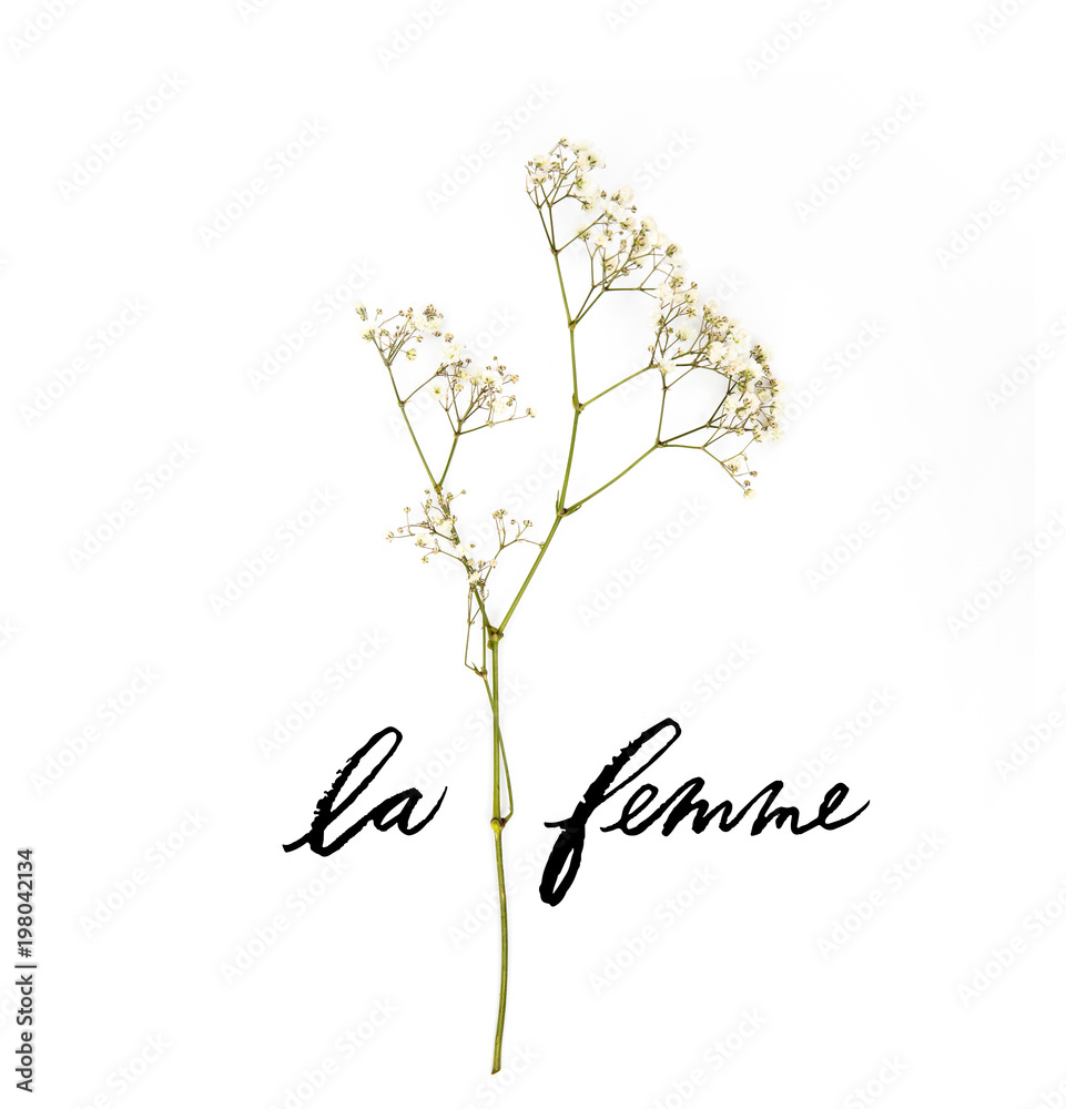 small white flowers on twig with LE FEMME lettering isolated on white