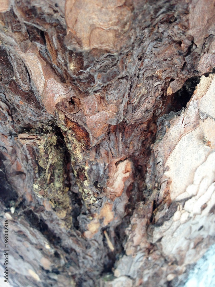Just bark on a tree. Beautiful structural surface of the bark on different trees. The Scarecrow forest watching us.