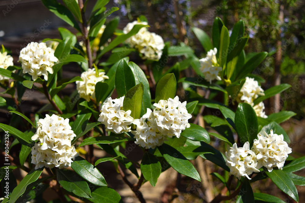 シロバナチンチョウゲの花 シロバナチンチョウゲの花