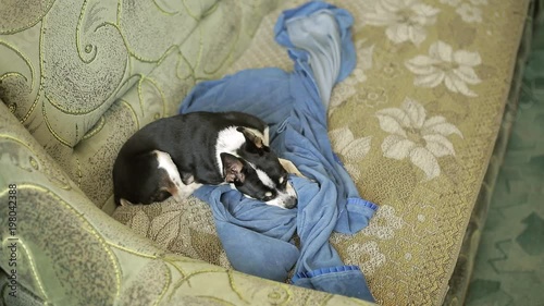 A sweet tiny chihuahua dog or toy-terrier hides his nose under the blanket, lying on the couch. photo