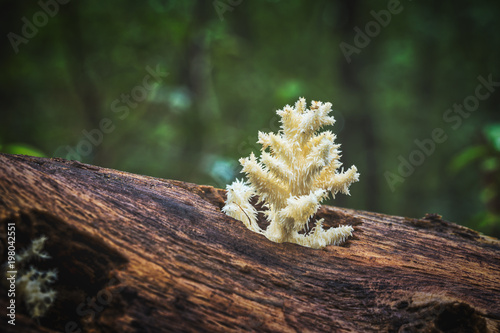 Delicious edible white mushroom Coral Hericium