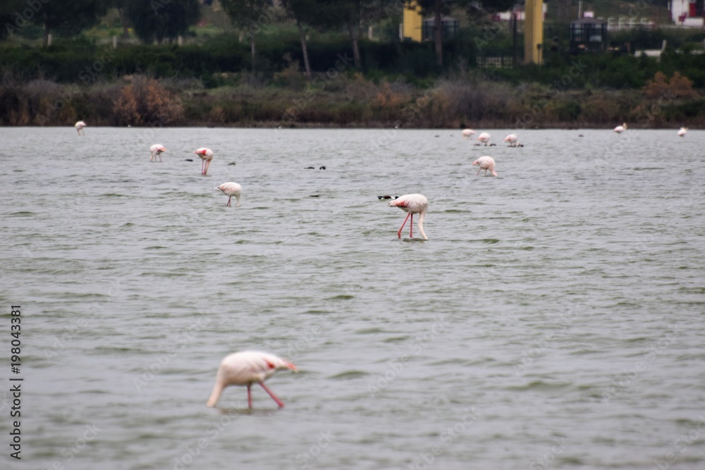 pink flamingo in the lake