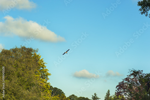 Bird flying on the blue sky - Warminster Park