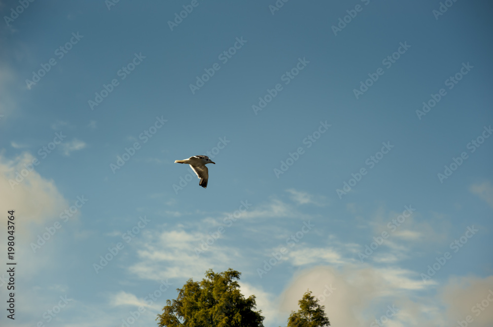 Blue sky with white cloud