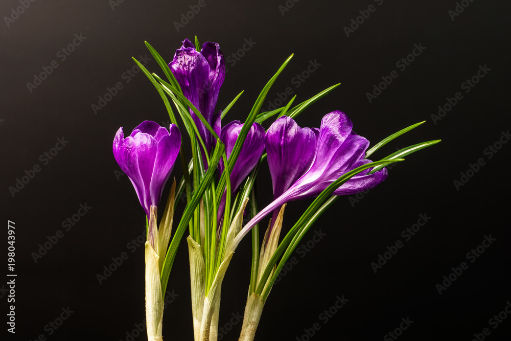 Several Crocus flowers isolated on a black background. Several Crocus flowers isolated on a black background.