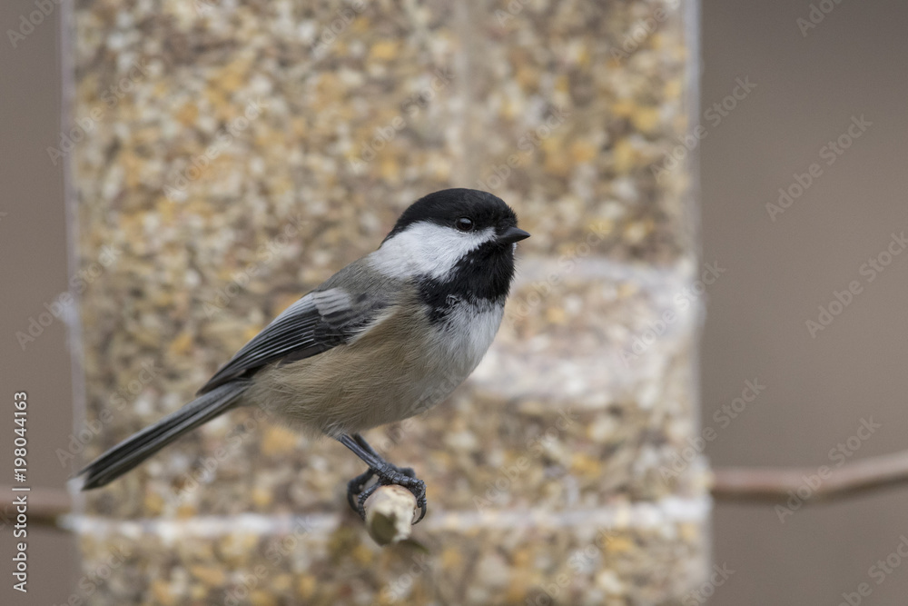 black capped chickadee in winter black capped chickadee in winter