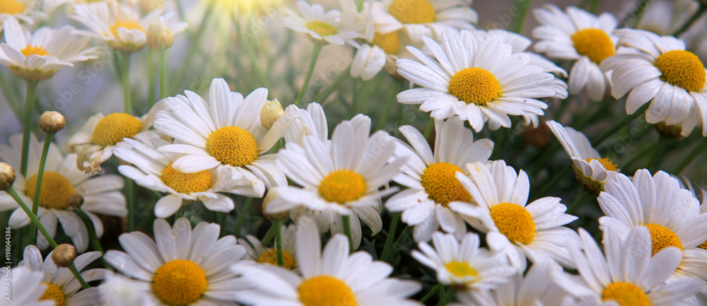 White daisies flowers in bright sun light. White daisies flowers in bright sun light.