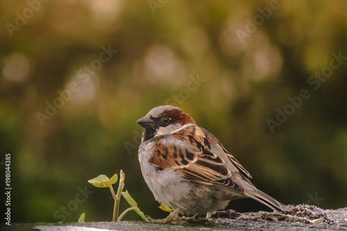 Sparrow © Krzysztof Dac