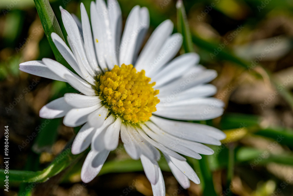 Obraz premium Daisy flower blooming in spring sunlight