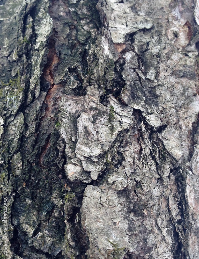 Just bark on a tree. Look at this photo from a distance and from different angles!  You will see something quite unusual