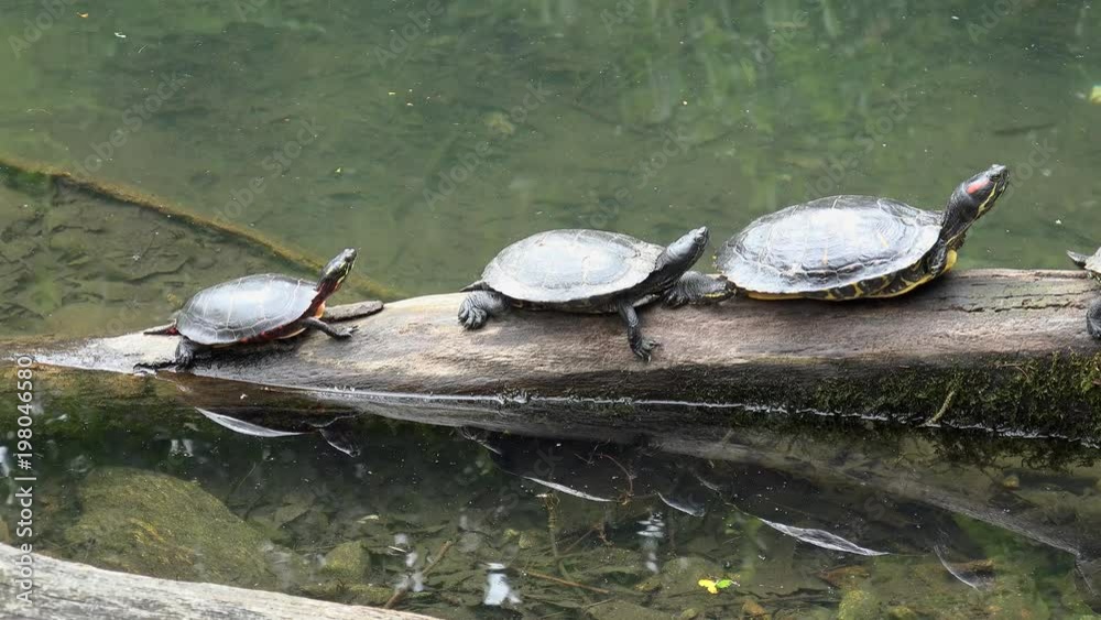 Three freshwater turtles (red-eared slider) on a log.