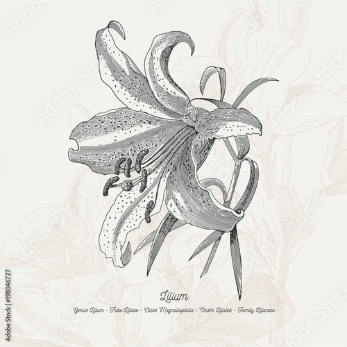 Full vector flower illustration