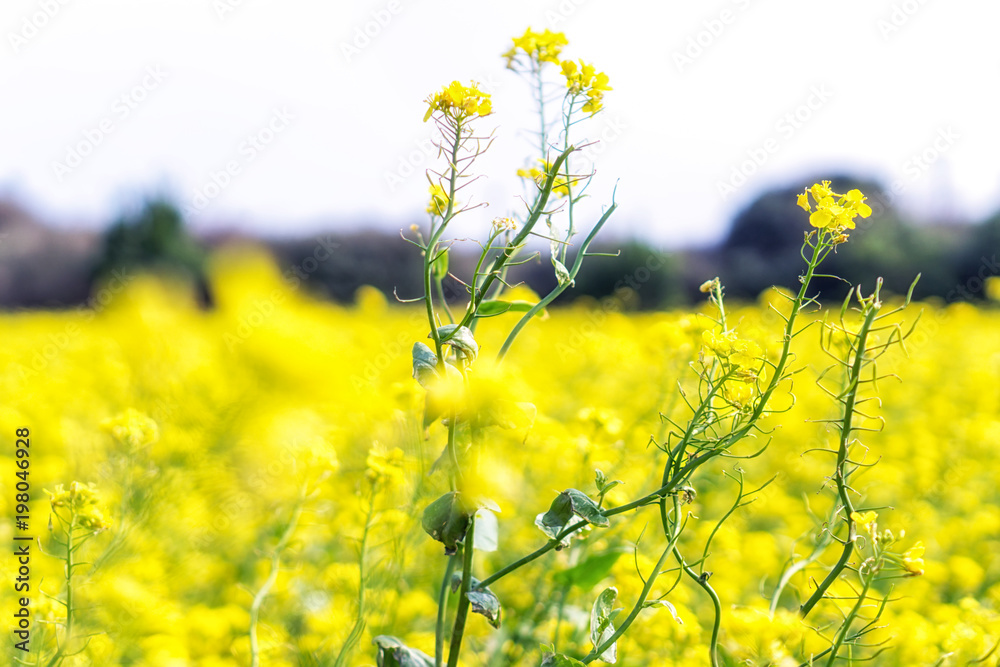 Fototapeta premium canola flower field in jeju island close ups