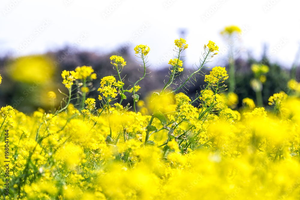 Fototapeta premium canola flower field in jeju island close ups