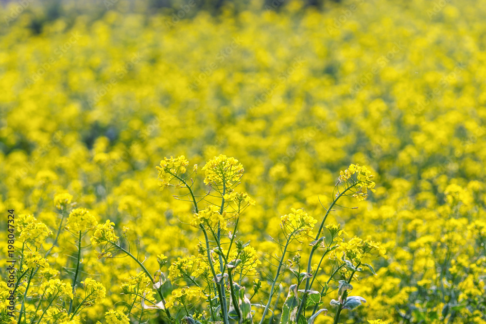 canola flower field in jeju island close ups canola flower field in jeju island close ups