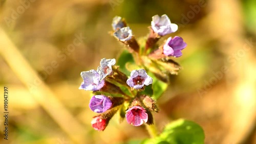  lungwort medicinal plant with flower in spring in Germany photo