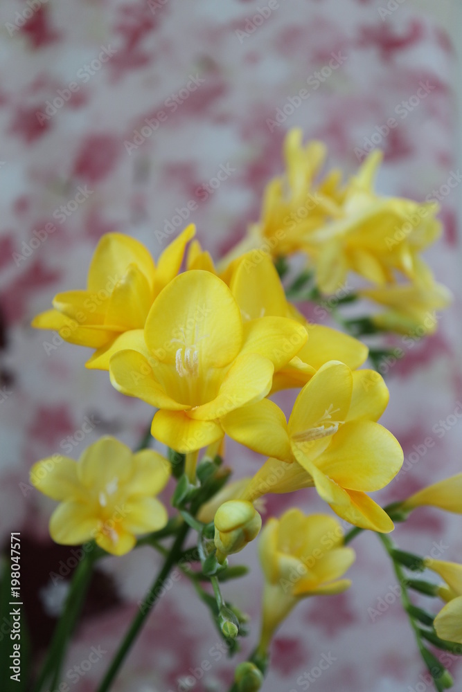Obraz premium 黄色いフリージアの花