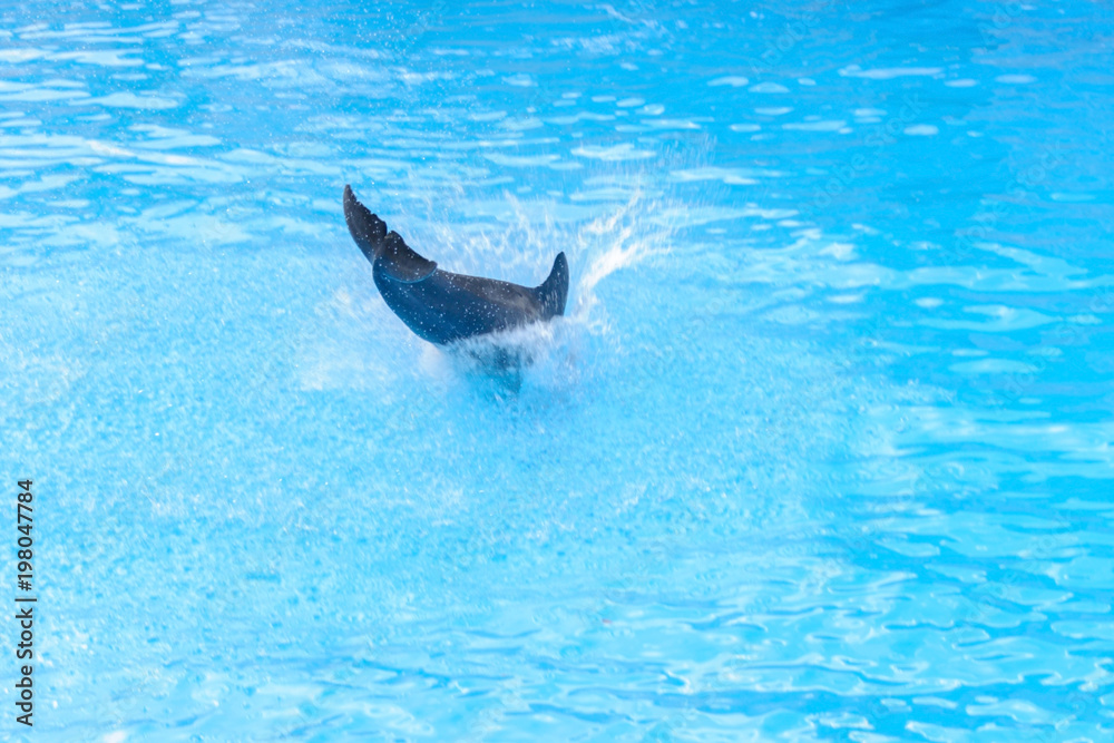 Fototapeta premium dolphins in the aquarium close-up