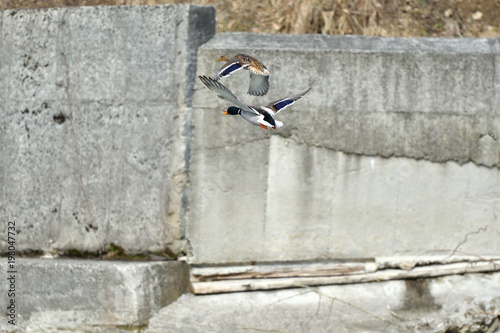 wild ducks make a landing and fly up over the river in the winter 
