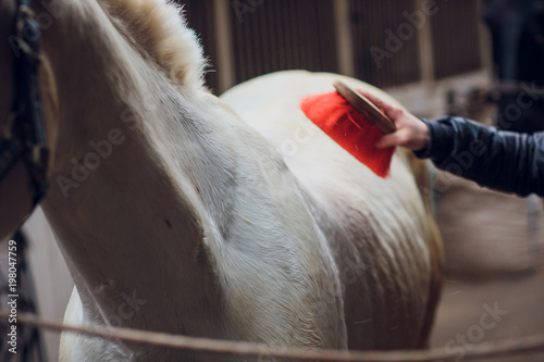 The white horse looks directly into the camera. Horse close-up. A funny portrait of a horse. Funny horse muzzle. photo