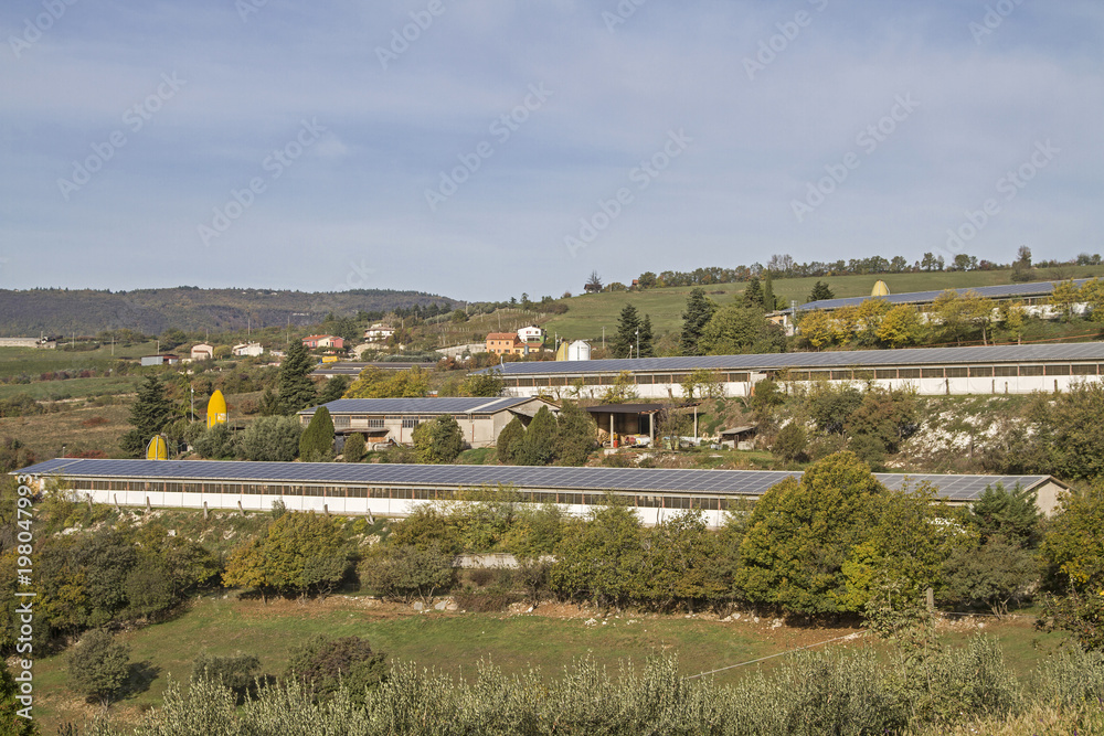 Fototapeta premium Massentierhaltung in den Monti Lessinis