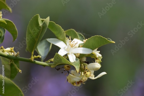 Citrus lemon flower