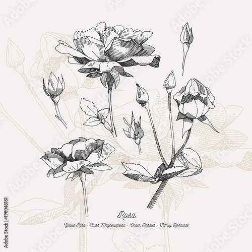 Full vector flower illustration