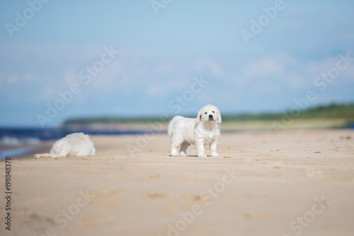 adorable golden retriever puppy on a beach © otsphoto