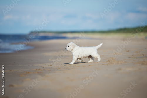 golden retriever puppy walking on the beach