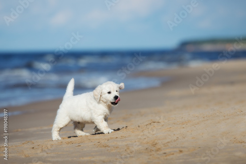 adorable golden retriever puppy by the sea