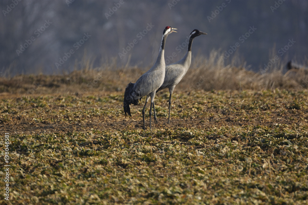 Fototapeta premium cranes on the field