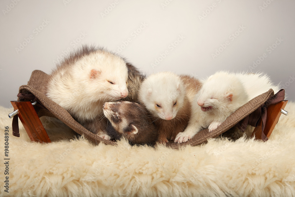 Fototapeta premium Cute ferret group portrait in studio