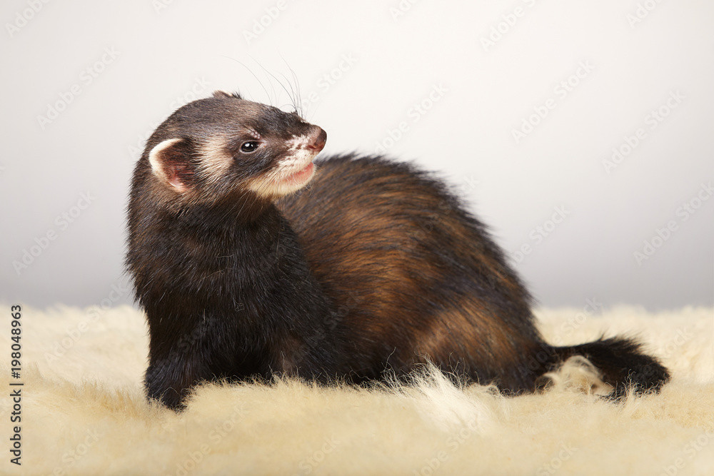 Pretty dark ferret portrait in studio Pretty dark ferret portrait in studio